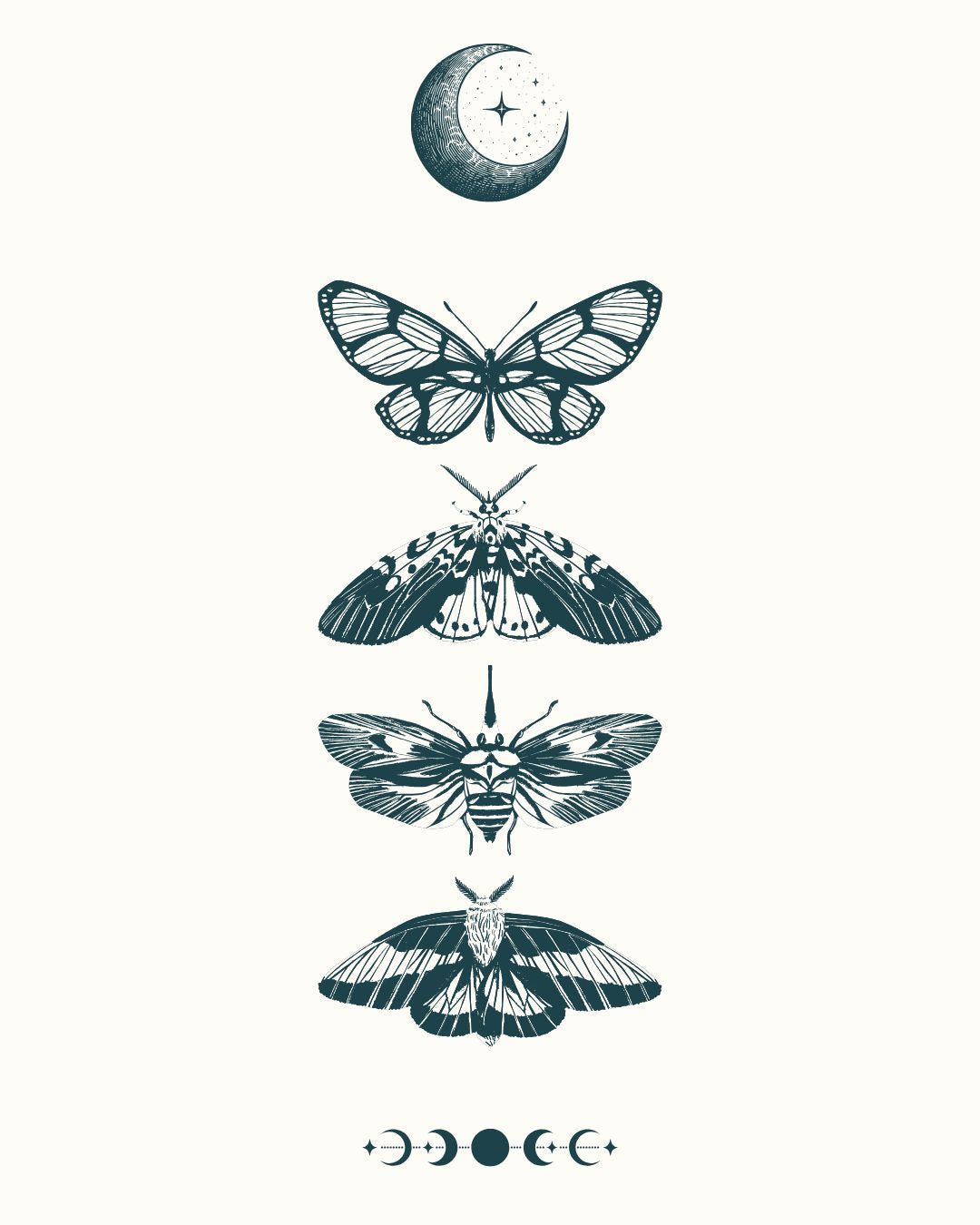 Nocturnal Moths (Back)
