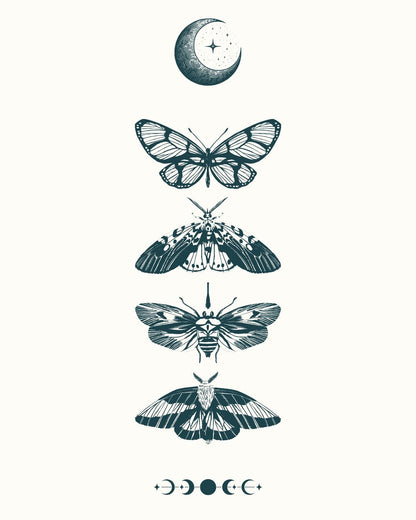 Nocturnal Moths (Back)
